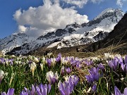 05 Pascoli fioriti di Crocus vernus, monti Cavallo e Pegherolo coperti da bianca neve